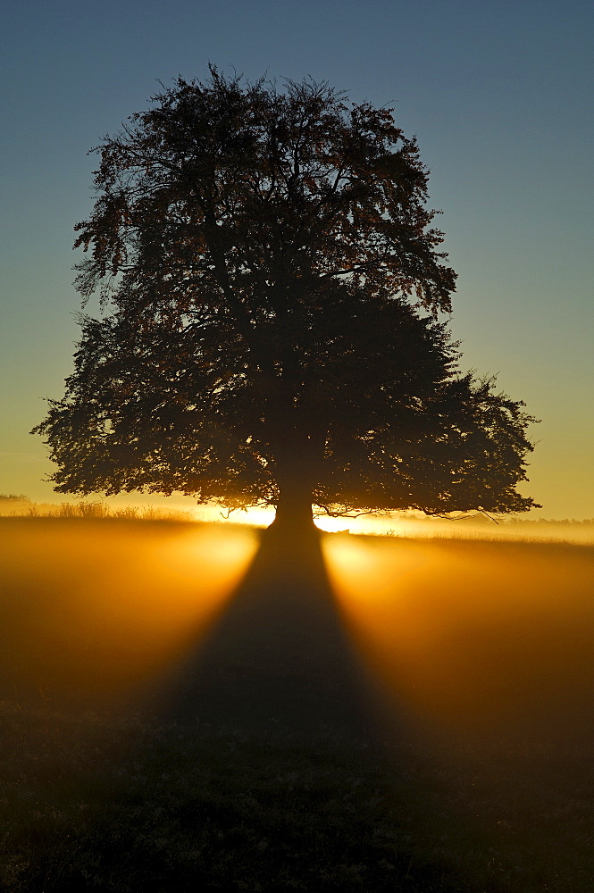 Common Beech (Fagus sylvatica) at sunrise