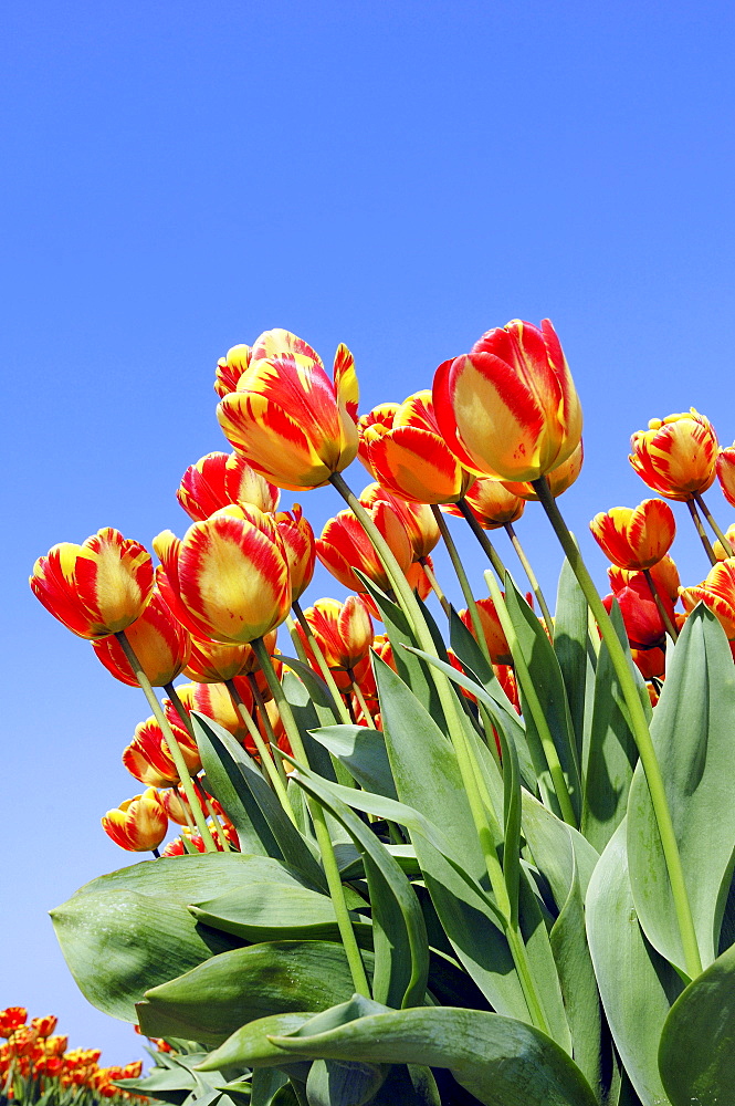 Tulips (Tulipa spec.)