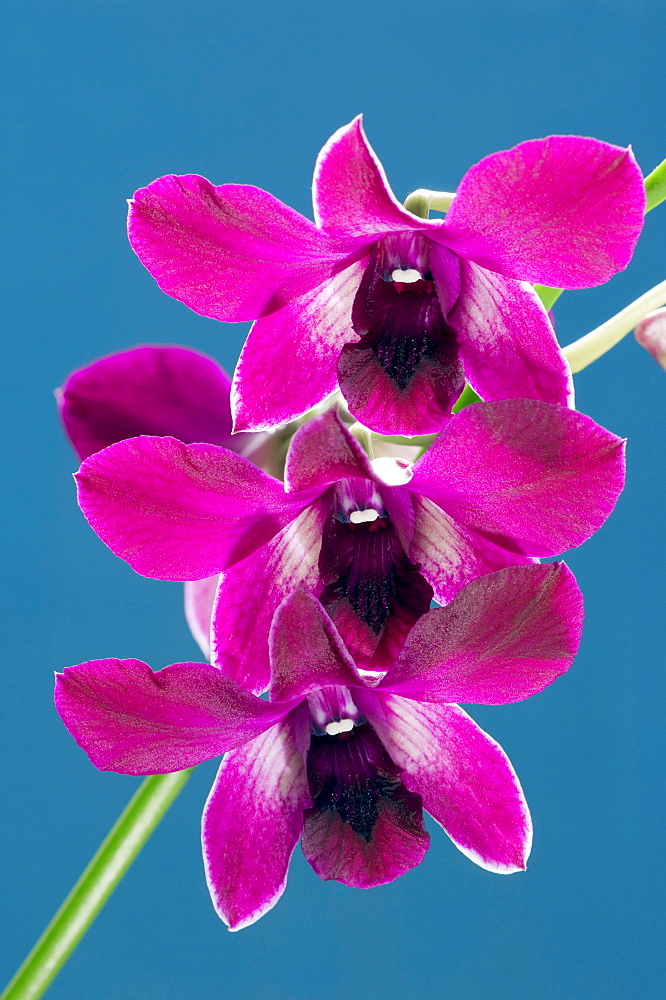 Orchid (Phalaenopsis spec.) blossoms