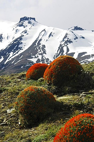 Blossoming Neneo bushes, Torres del Paine National Park, Patagonia, Chile