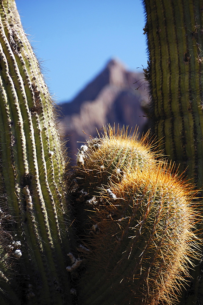 Cactus, Tilcara, Jujuy Province, northern Argentina, South America