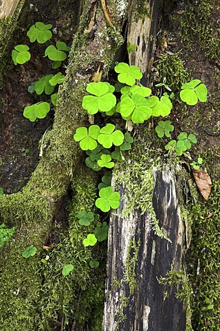 Clover growing between dead wood, Eyachtal, North Black Forest, Baden-Wuerttemberg, Germany, Europe