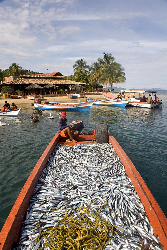 Large catch of sardines, Santa Fe, Sucre, Venezuela, South America