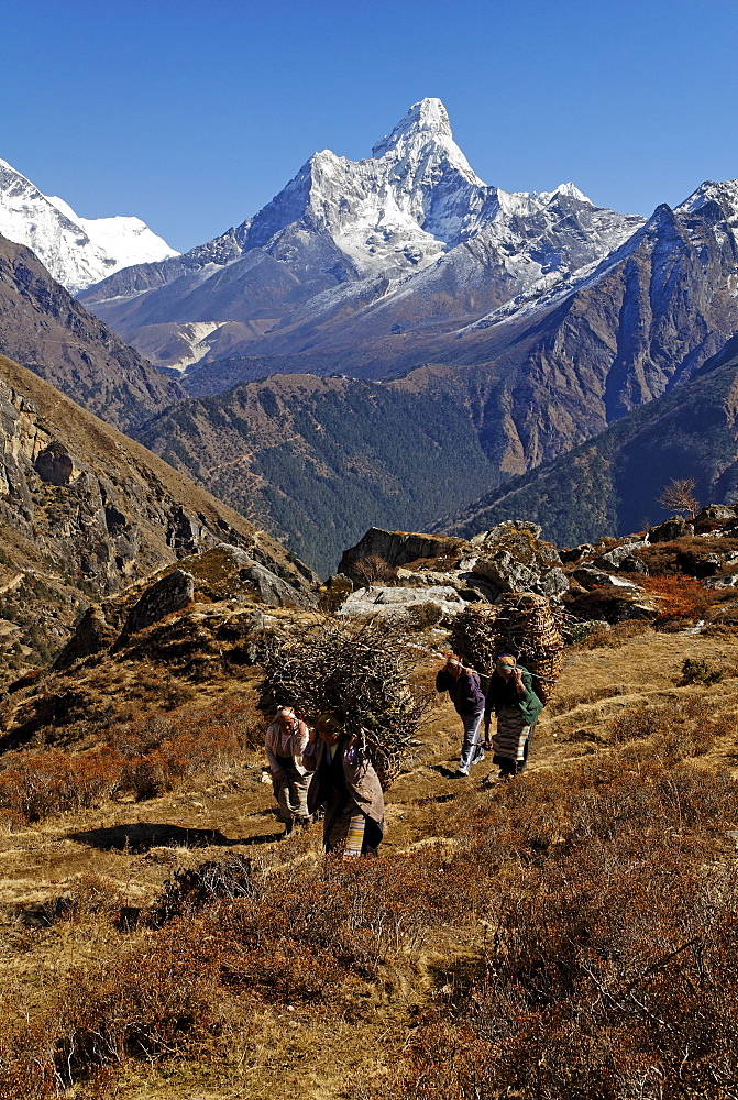 Women carrying bundles of firewood, snow covered mountain peaks at back, Sagarmatha National Park, UNESCO World Heritage Site, Khumbu Himal, Himalayas, Nepal, Asia