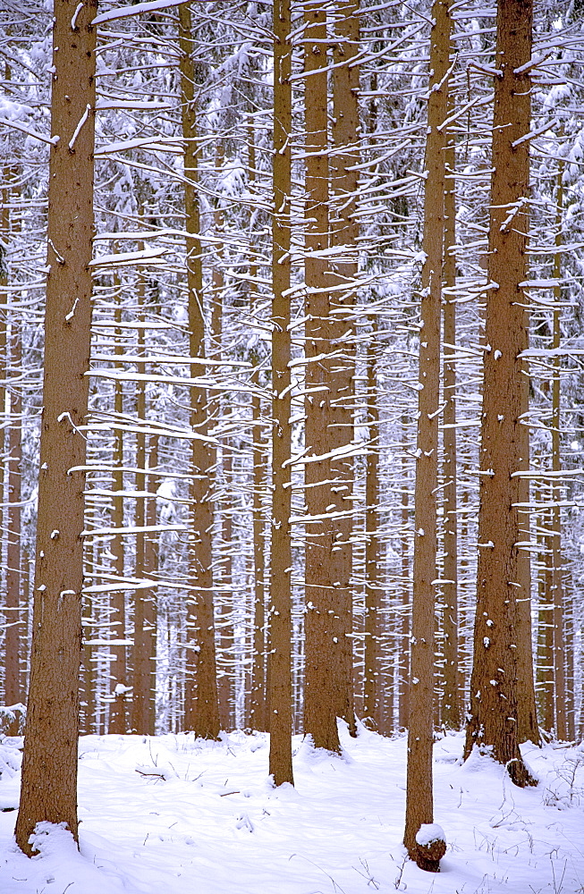 Fir forest in winter with snow, Weilheim, Upper Bavaria, Bavaria, Germany, Europe