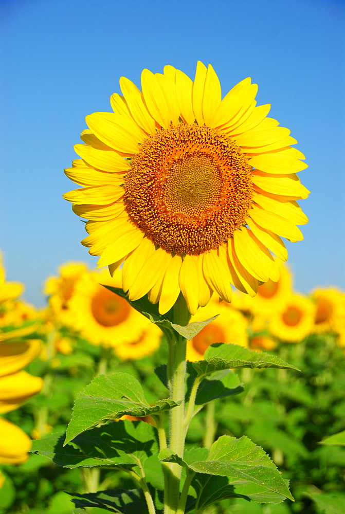 Sun flowers, Diamante, Entre Rios province, Argentina