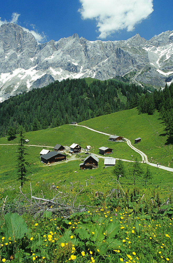 Alpine Pasture at Dachstein, Ramsau, Styria, Austria