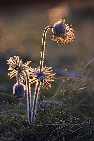 Golden bells - Pulsatilla pratensis