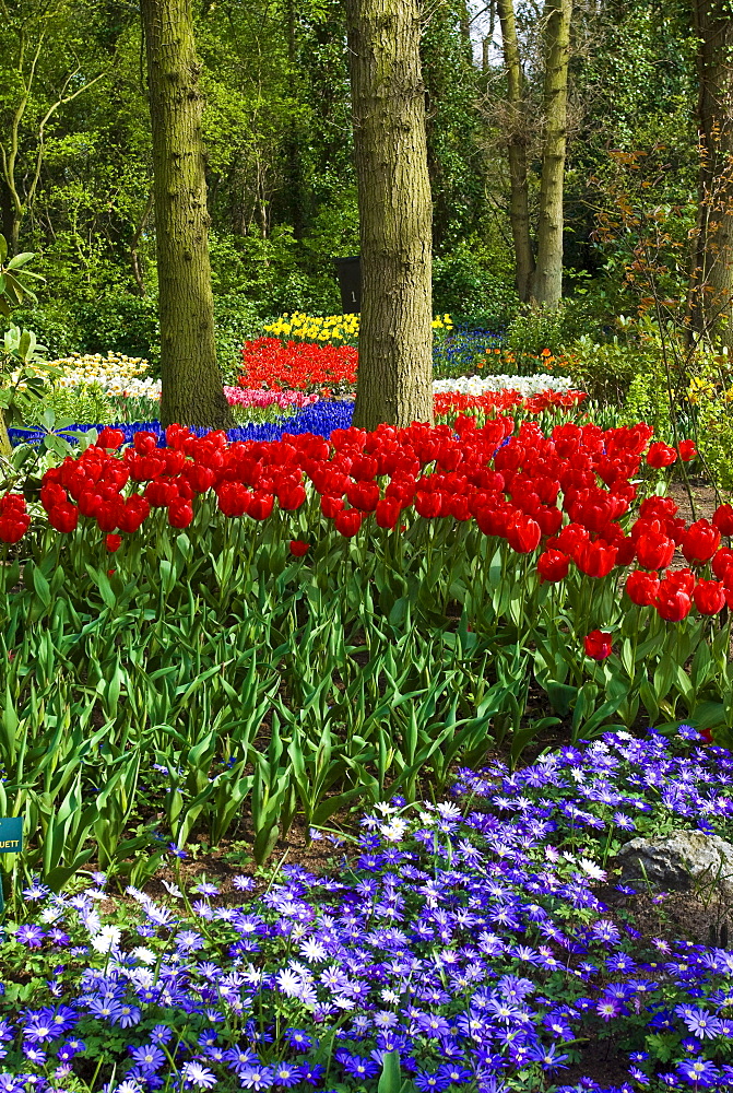 Tulips (Tulipa) and Pericallis (Pericallis spec.), Keukenhof, Holland, Niederlande, Europa