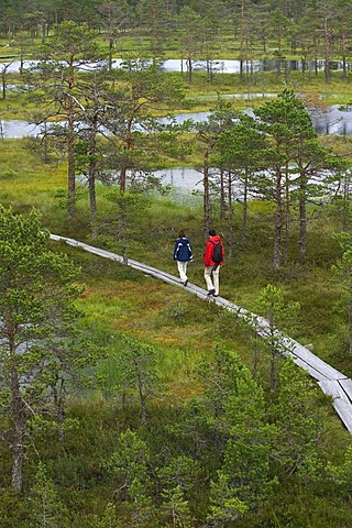 Hikers on a boardwalk through a marsh, Viru Raba, marsh, Lahemaa National Park, Estonia, Baltic States, Northeast Europe