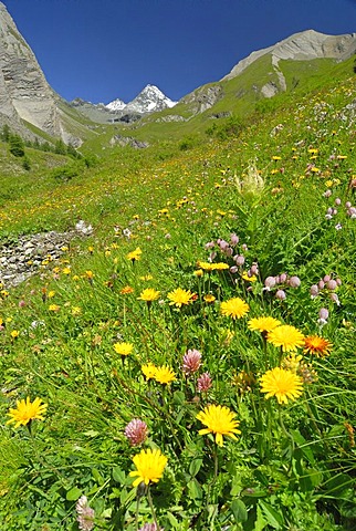 Flower meadow in front of the peak of the Grossglockner, National Park Hohe Tauern, Tyrol, Austria