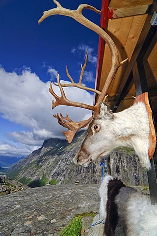 Reindeer trophy at the wall of a souvenir shop at the Trolligsten, Norway, Scandinavia