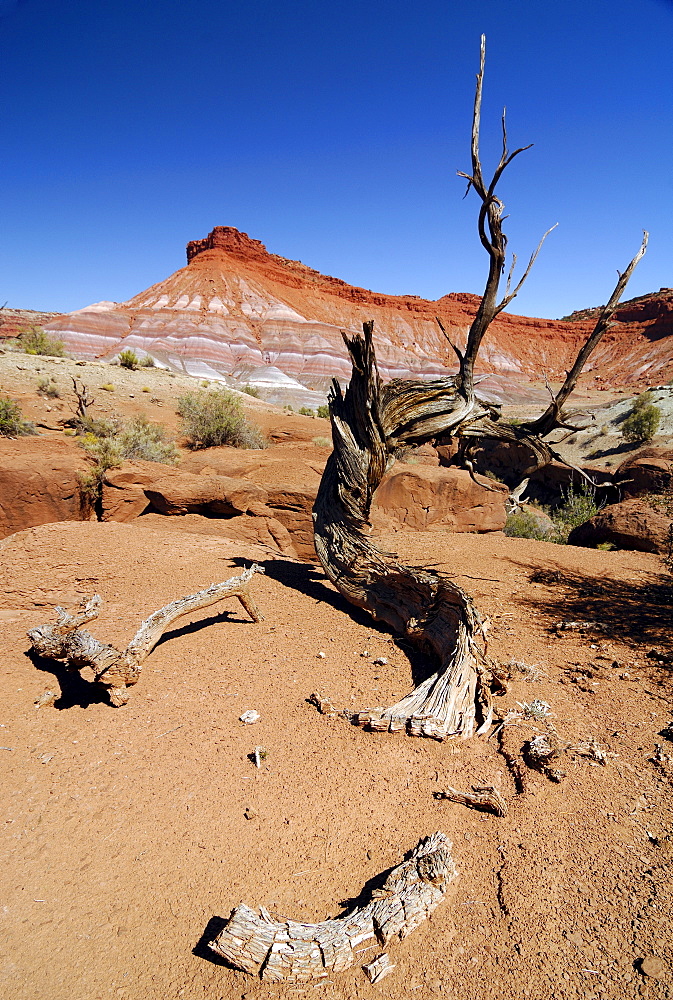 Dried-up Utah Juniper (Juniperus osteosperma) in the desert in front of sandstone mountains, eroded landscape along the Paria River, setting of many classic westerns, Grand Staircase Escalante National Monument, Utah, USA, North America