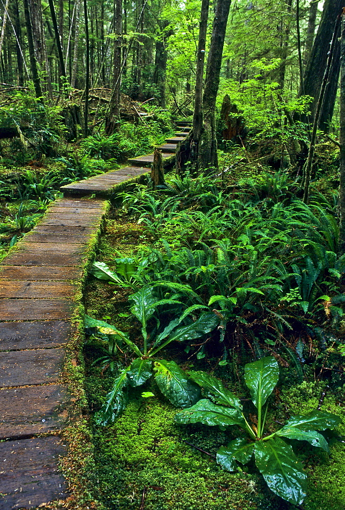 Wooden boardwalk going through temperate rainforest, Olympic National Park, Washington, USA