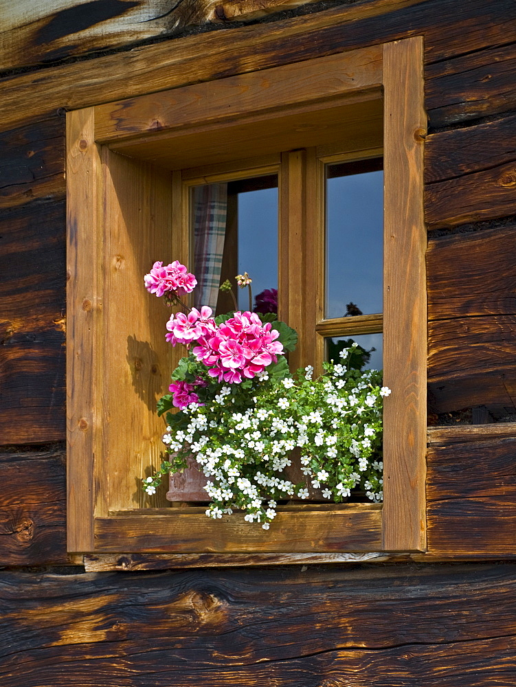 Flowers in front of a window, Grossellmaualm (Grossellmau mountain pasture), Grossarltal (Grossarl Valley), Salzburg, Austria, Europe