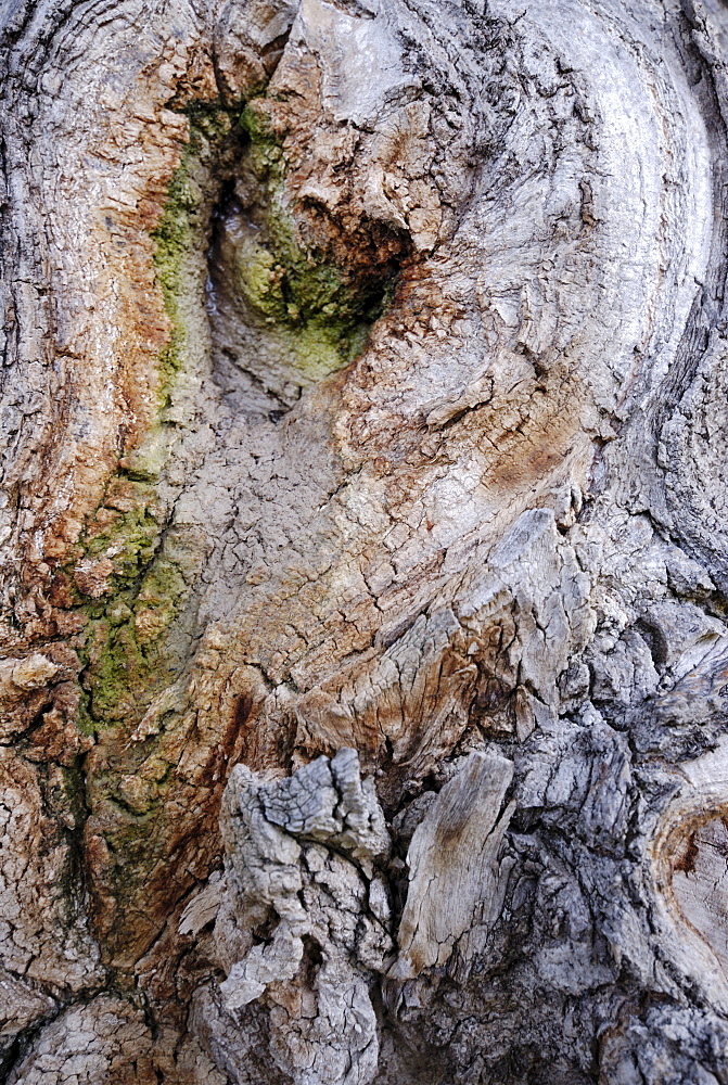 Bark growing over a branch that's been sawed off