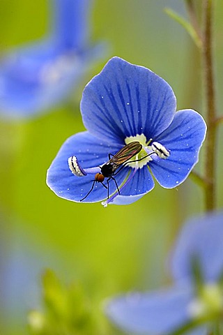 Veronica, Veronica chamaedrys