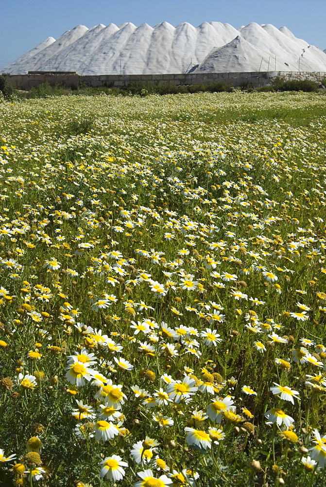 Sea salt mountain behind a chamomile meadow in the Saline de Lievan, Majorca, Balearic Islands, Spain, Europe