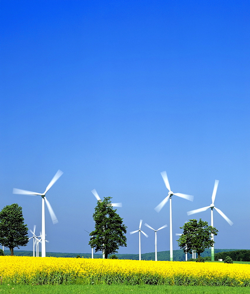 Alternative energy source: wind turbines and a canola field