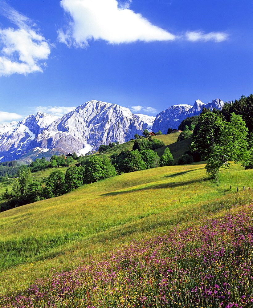 Mt. Bratschenkopf, Mt. Hochkoenig and alpine meadow, Berchtesgadener Alps, Salzburger Land, Austria, Europe