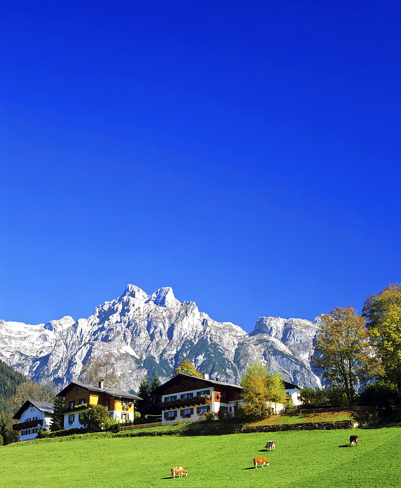 Cow pasture, Mt. Eiskogel, Tennengebirge (Tennen Range), Salzburger Land, Austria, Europe