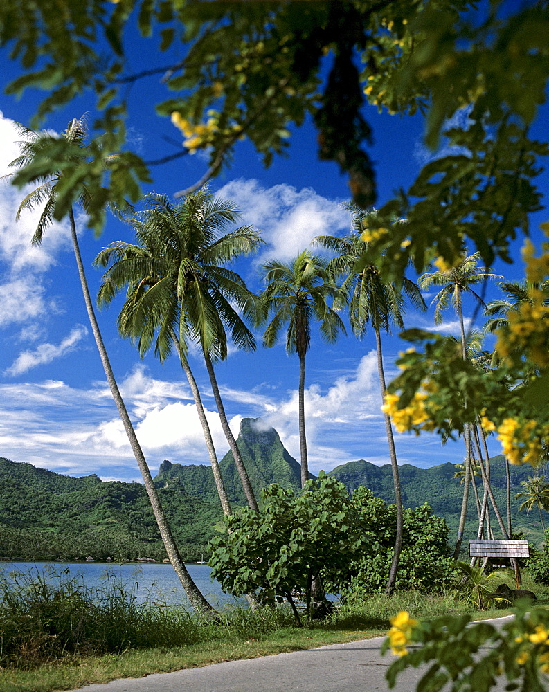 Road and palm trees along Cook's or Paopao Bay, Moorea, Society Islands, French Polynesia, South Pacific, Oceania