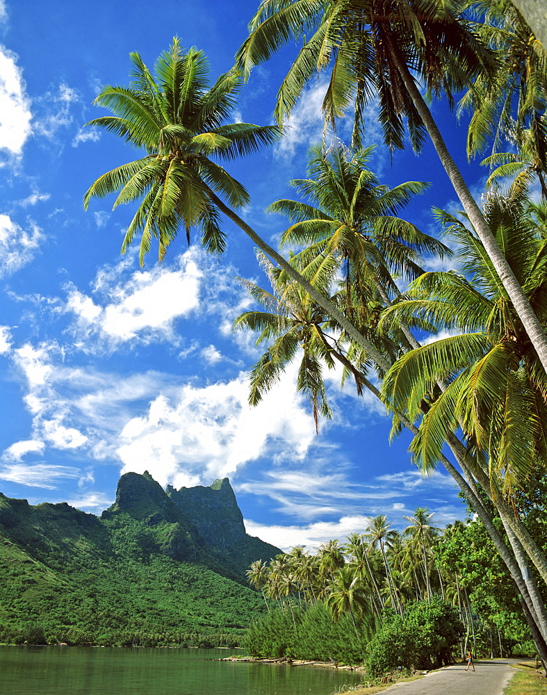 Palms and lush vegetation, Cook's or Paopao Bay, Moorea, Society Islands, French Polynesia, South Pacific, Oceania