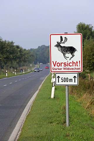 Warning Sign Fallow Deers crossing the Road during the rut (Cervus dama - Dama dama) - male