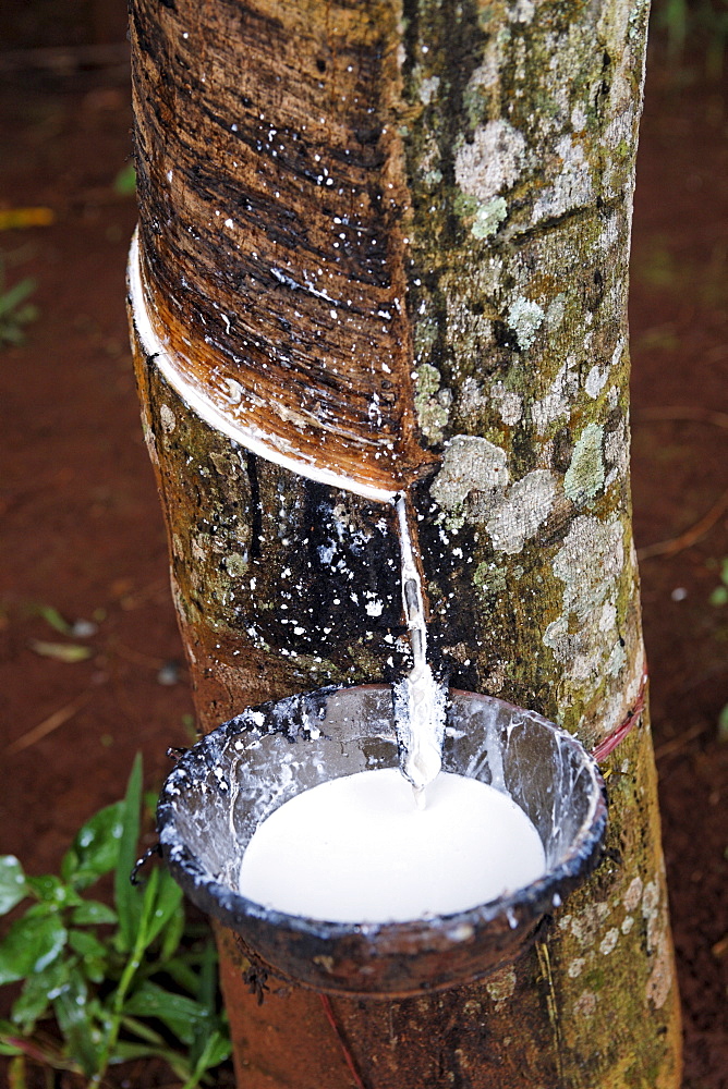 Extraction of latex from rubber trees, Western Highlands Agro-forestry Scientific and Technical Institute, WASI, Buon Ma Thuot City, Vietnam, Asia