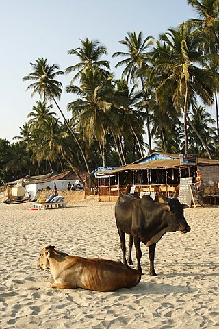 Holy cows on the beach, Palolem, Goa, India