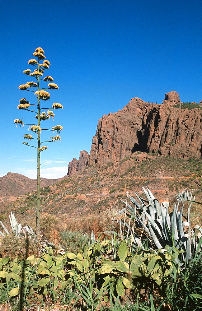 Agave in front of a mountain landscape, Gran Canaria, Canary Islands, Spain