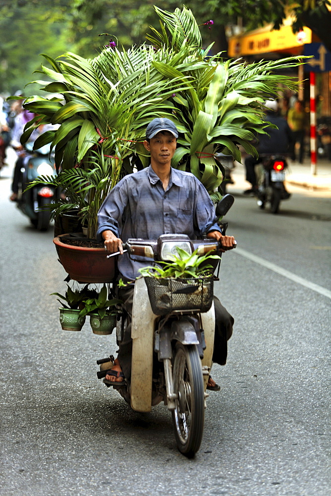 Transport of several trees and potted plants on a moped in the middle of Hanoi, Vietnam, Southeast Asia