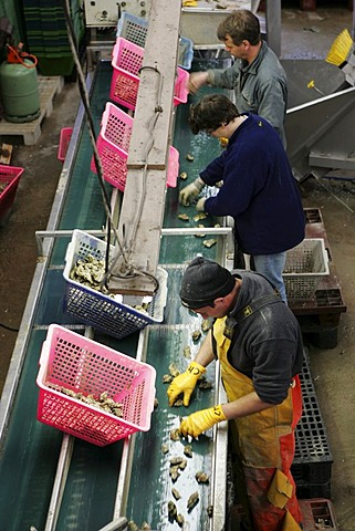 FRA, France, Normandy, Blainville : Oyster fields.oyster farm. The oysters grow here for more than 3 years in the tidal area.