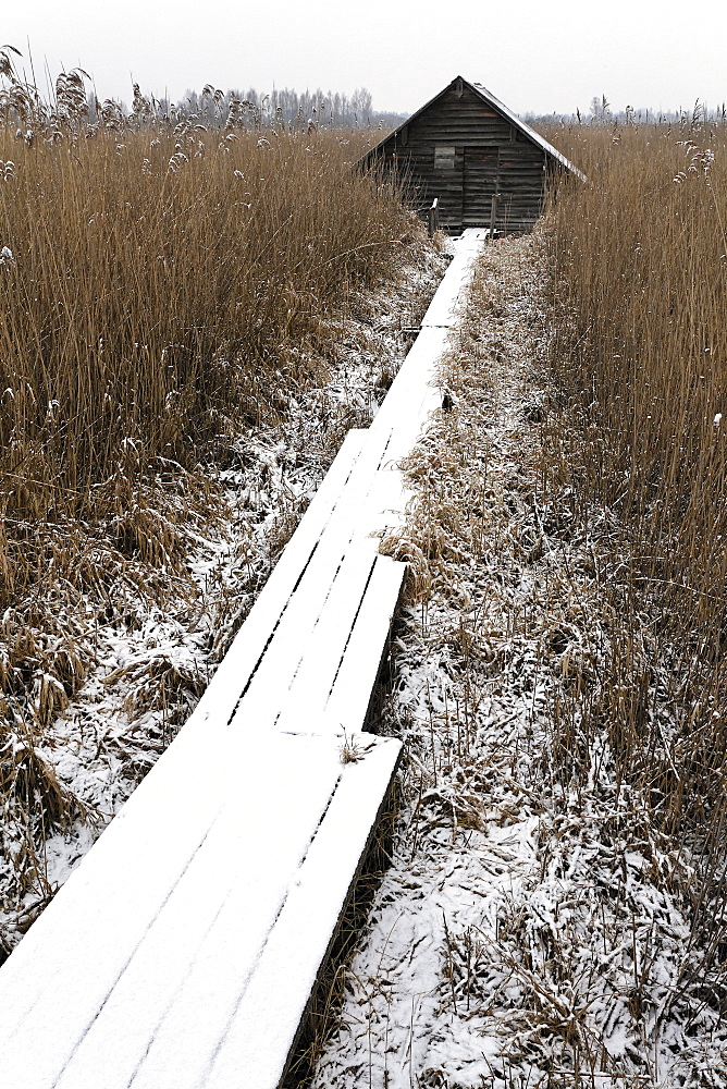 Snow-covered boardwalk surrounded by reeds leading to hut, Federsee, Bad Buchau, Upper Swabia, Baden-Wuerttemberg, Germany, Europe