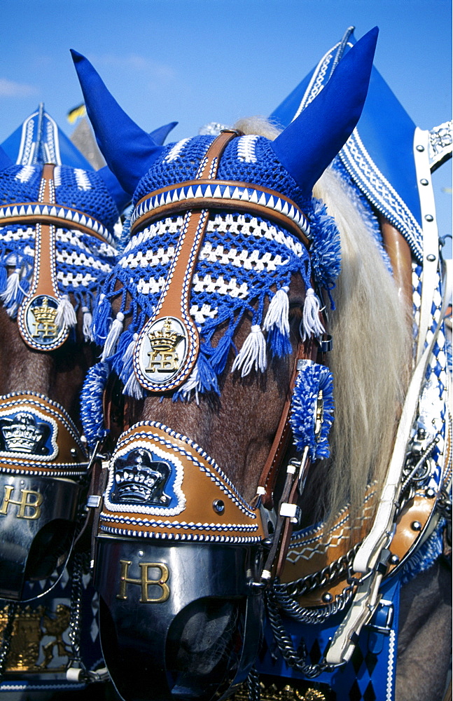 Adorned horses, Oktoberfest, Munich, Bavaria, Germany