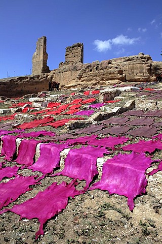 Tanned hides, drying on the hill El Kolla, Fes, Morocco