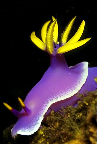 Nudibranch, Hypselodoris Bullockii