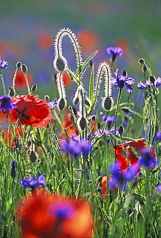 Meadow of poppies and blue cornflowers close to Aix en Provence, France. The hairy buds and stalks shine white in the contre jour.