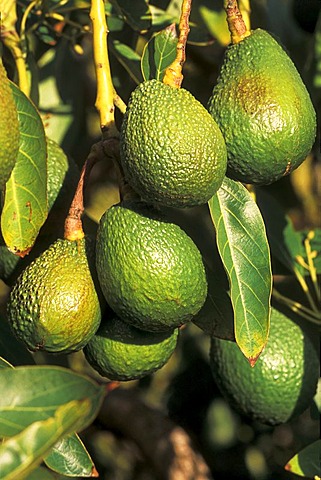 Avocados on La Palma island.