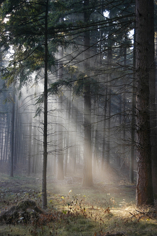 Sunlight and shadows in a forest