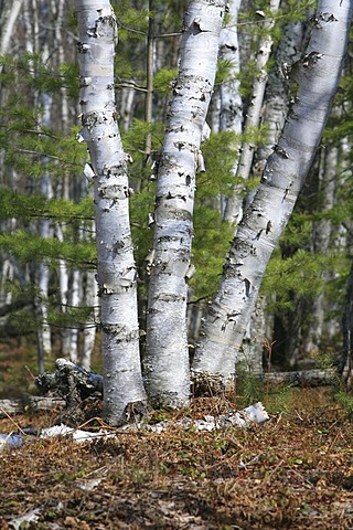 Birch forest on sandy soil in Pictured Rocks National Lakeshore, Michigan, USA