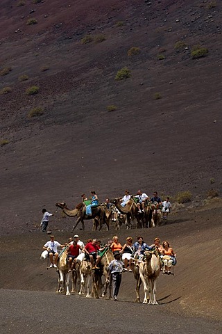 Camel ride in National Park Timanfaya Lanzarote Canaries