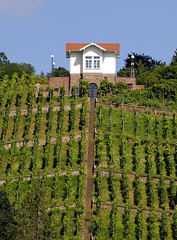 Vineyard in the center of Stuttgart, Baden-Wuerttemberg, Germany