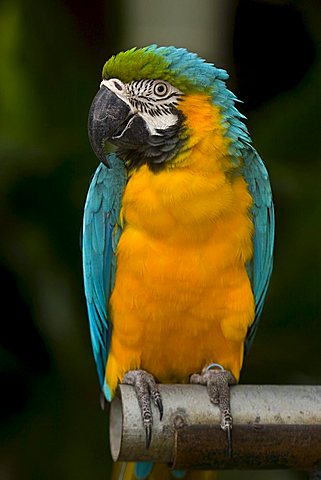 Parrot, Blue-and-yellow Macaw (Ara ararauna)