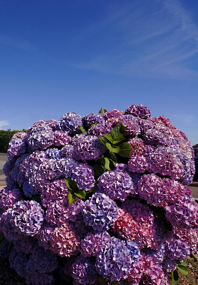 Bigleaf Hydrangea or French Hydrangea (Hydrangea macrophylla) with mauve-coloured blossoms, Midlands, England, Europe