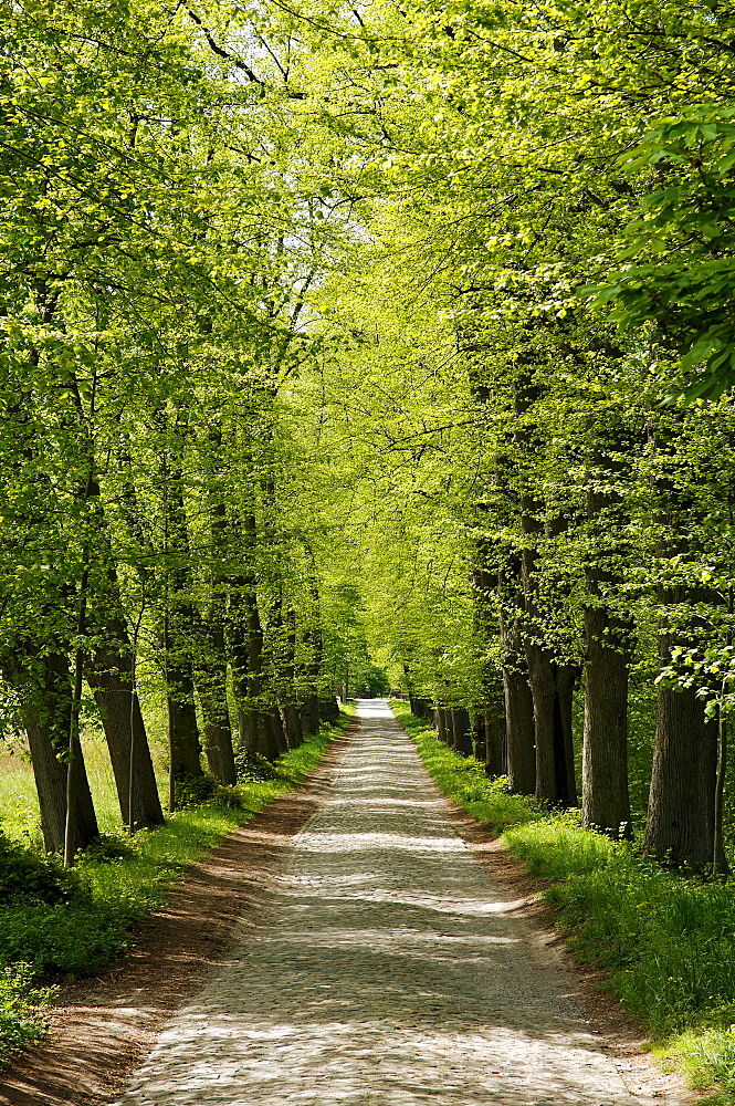 Road lined with old Lime trees (Tilia), Lassahn, Mecklenburg-Western Pomerania, Germany, Europe