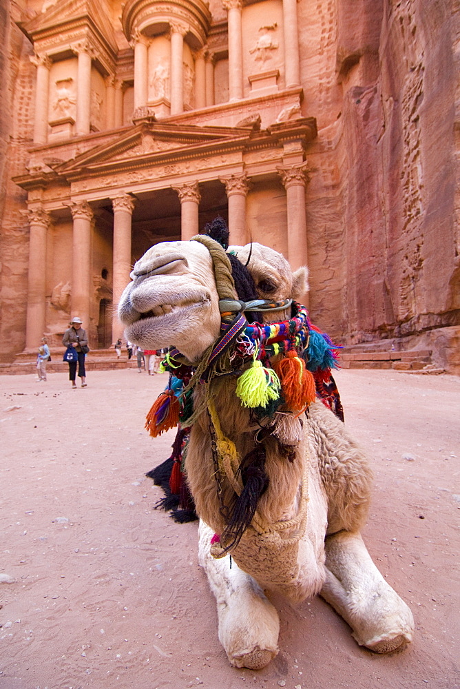 Camel lying and ruminating in front of the Khazne al Firaun, Al Khazneh treasury building, Petra, Jordan, Middle East