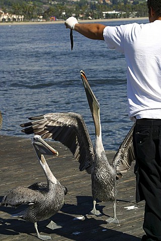 Lot of anglers share their catch with the pelicans Santa Barbara California United States of America USA