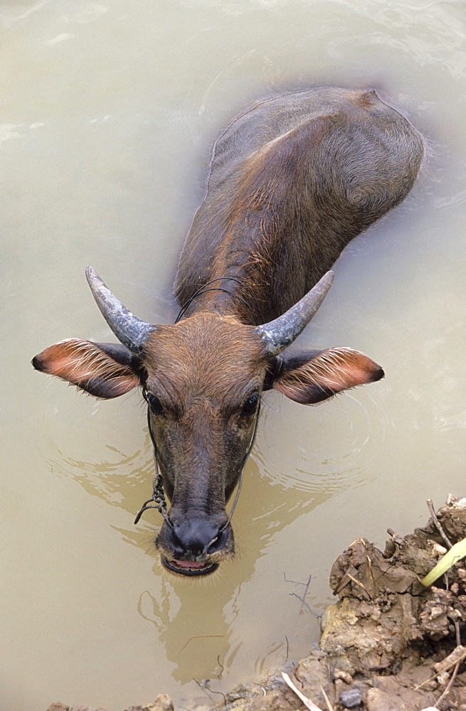 Water Buffalo (Bubalus bubalis), Mekong Delta, Vietnam, Asia