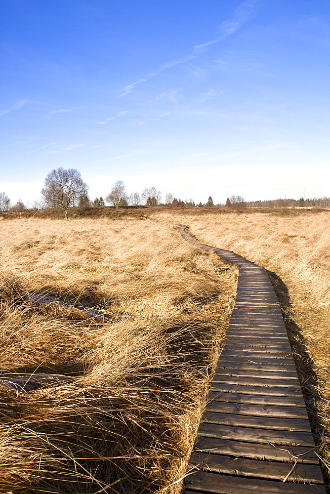 Frozen boardwalk leading to the visitor information centre in wintertime, Hautes Fagnes ("High Fens") uplands, Liege, Belgium, Europe